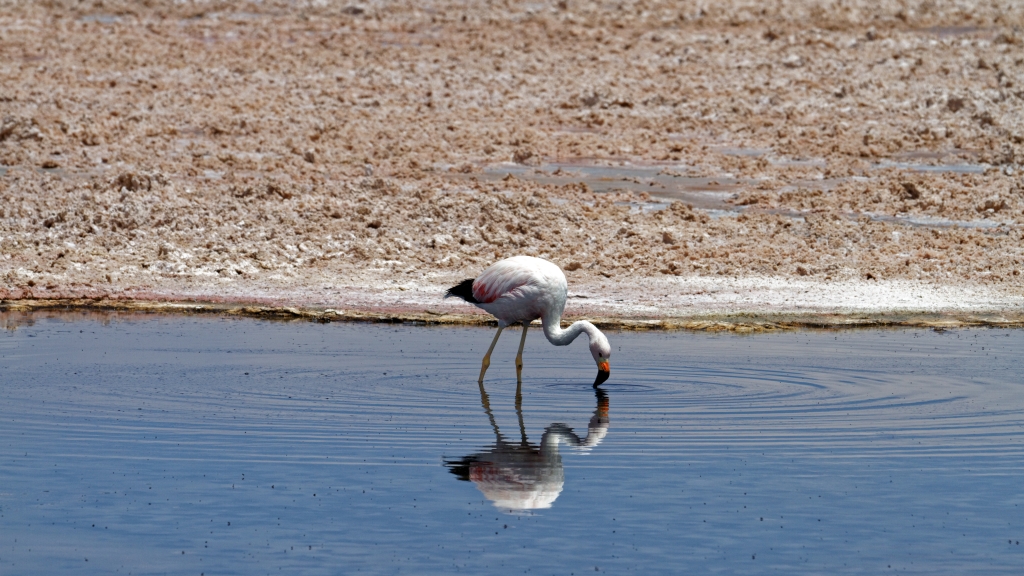 01 - Désert d'Atacama (9) - Laguna Chaxa.jpg